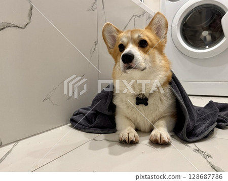 A satisfied corgi is lying in the bathroom. High quality photo 128687786