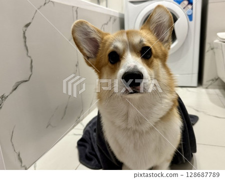 A satisfied corgi is lying in the bathroom. High quality photo 128687789