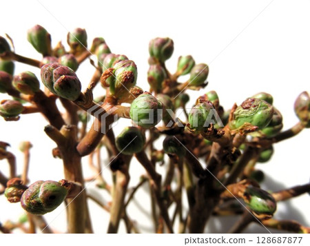 Sandersea Sandersea 128687877