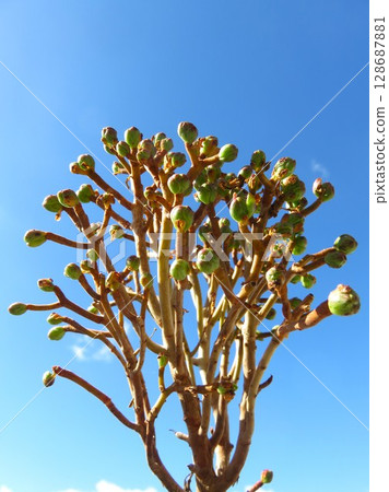 桑德西 桑德西 128687881