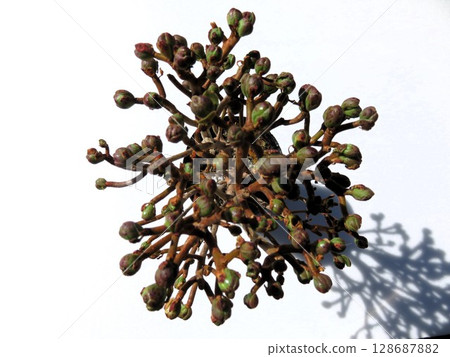 Sandersea Sandersea 128687882