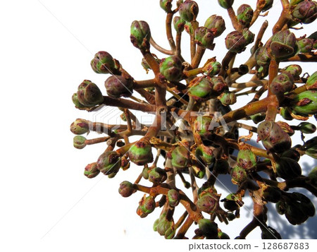 Sandersea Sandersea 128687883