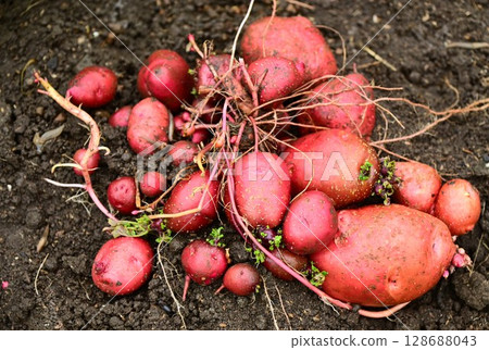 Delicious potatoes (Andeslet) Delicious potatoes (Andeslet) 128688043