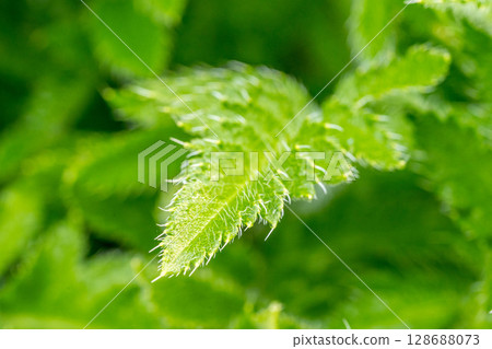 清新的綠色～罌粟葉～ 128688073