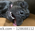 Pit Bull Limits Japan Adult Black 128688112