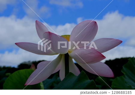 The early summer lotus flowers bloom The early summer lotus flowers bloom 128688185