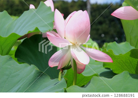 The early summer lotus flowers bloom 128688191