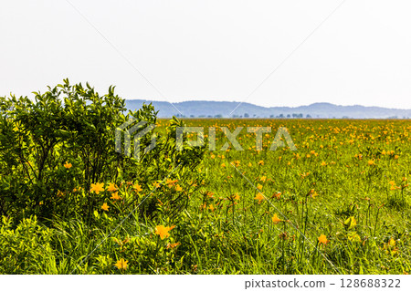 [北海道_天鹽郡_佐呂別玄屋] 夏天的佐呂別原始花園 128688322