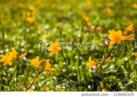 [Hokkaido_Teshio-gun_Sarobetsu Genya] Sarobetsu Primeval Flower Garden in summer 128688326