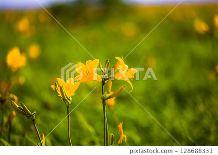 [Hokkaido_Teshio-gun_Sarobetsu Genya] Sarobetsu Primeval Flower Garden in summer 128688331
