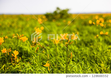 [Hokkaido_Teshio-gun_Sarobetsu Genya] Sarobetsu Primeval Flower Garden in summer 128688332