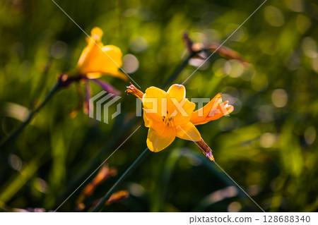 [Hokkaido_Teshio-gun_Sarobetsu Genya] Sarobetsu Primeval Flower Garden in summer 128688340