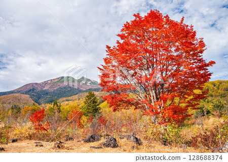 [Autumn in Norikura Highlands] The "Large Maple Tree" at Ichinose Garden 128688374