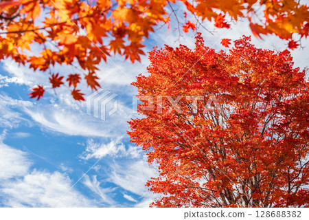 【乘鞍高原的秋天】一之瀨花園鮮紅的“大楓樹” 128688382