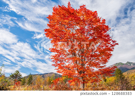 【乘鞍高原的秋天】一之瀨庭園的“大楓樹” 128688383