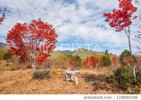【乘鞍高原的秋天】一之瀨庭園的「大楓樹」與周圍的紅葉 128688386