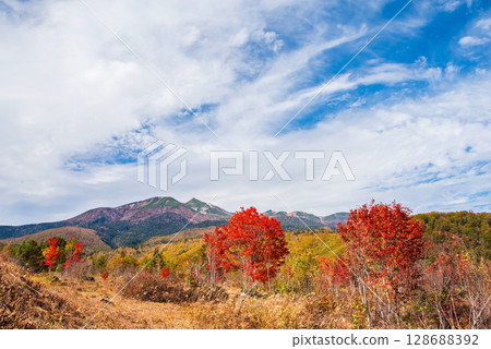 [Autumn in Norikura Highlands] The "Large Maple Tree" at Ichinose Garden 128688392