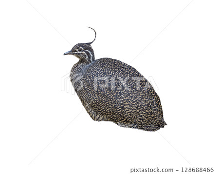 Elegant Crested Tinamou isolated on white background Elegant Crested Tinamou isolated on white background 128688466
