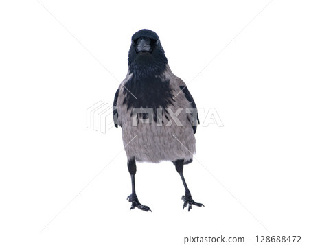 gray crow standing on the snow in winter gray crow standing on the snow in winter 128688472