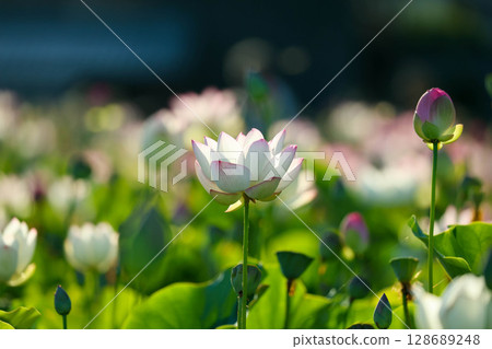Colorful lotus flower Colorful lotus flower 128689248