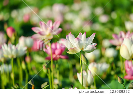 Colorful lotus flowers 128689252