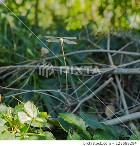 A photo of a dragonfly resting on a branch with its back turned to the ground near the end of summer. 128689284