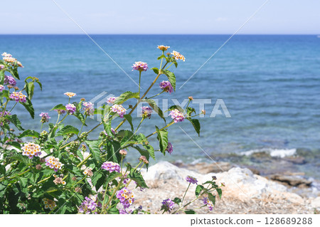 塞浦路斯島上的大海、藍天和馬鞭草的照片 128689288