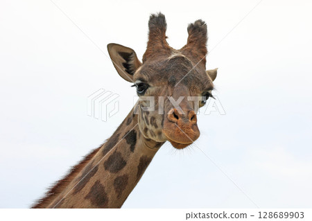 Masai giraffe Masai giraffe 128689903