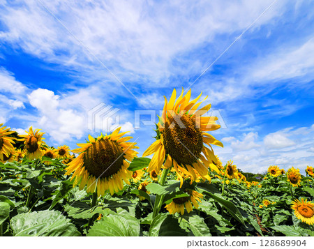 Midsummer Sunflower 128689904