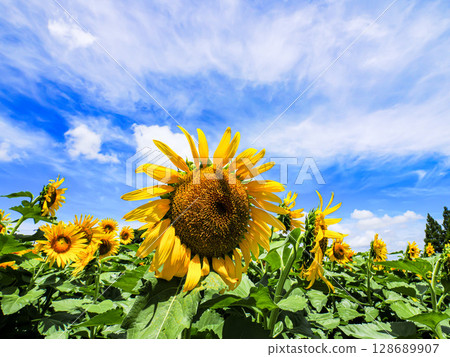 Sunflower in the blue sky Sunflower in the blue sky 128689907