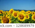 Sunflowers blooming against the blue sky and the sun 128689979