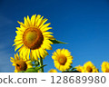 Sunflowers blooming against the blue sky and the sun 128689980