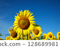 Sunflowers blooming against the blue sky and the sun 128689981