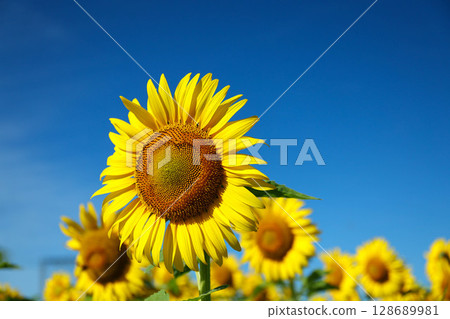 Sunflowers blooming against the blue sky and the sun 128689981