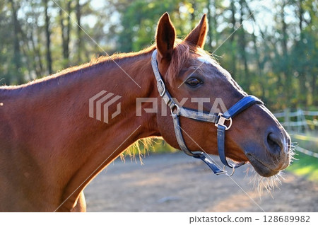 A beautiful horse is grazing on a green meadow on a sunny day. Concept for animals and nature. A beautiful horse is grazing on a green meadow on a sunny day. Concept for animals and nature. 128689982