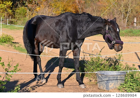 A beautiful horse is grazing on a green meadow on a sunny day. Concept for animals and nature. A beautiful horse is grazing on a green meadow on a sunny day. Concept for animals and nature. 128689984