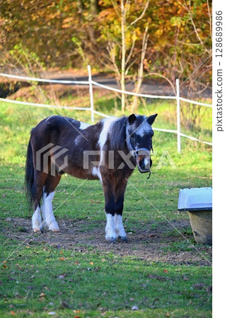A beautiful horse is grazing on a green meadow on a sunny day. Concept for animals and nature. 128689986