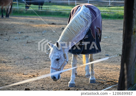 A beautiful horse is grazing on a green meadow on a sunny day. Concept for animals and nature. 128689987