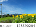 Sunflowers blooming against the blue sky and the sun 128690204