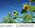 Sunflowers blooming against the blue sky and the sun 128690205