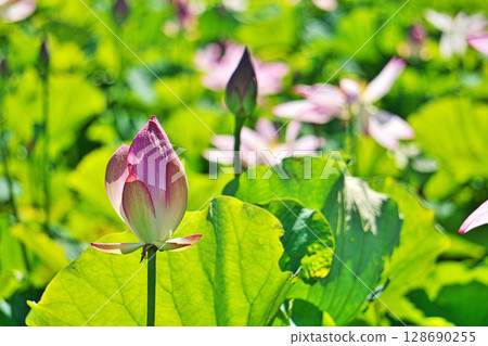 Red lotus buds (Summer, July) Red lotus buds (Summer, July) 128690255