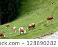 Grazing cows on a hillside in Tyrol 128690282