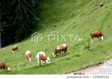 Grazing cows on a hillside in Tyrol Grazing cows on a hillside in Tyrol 128690282
