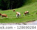 Cows grazing in green alpine meadows 128690284