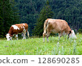 Cattle grazing peacefully 128690285