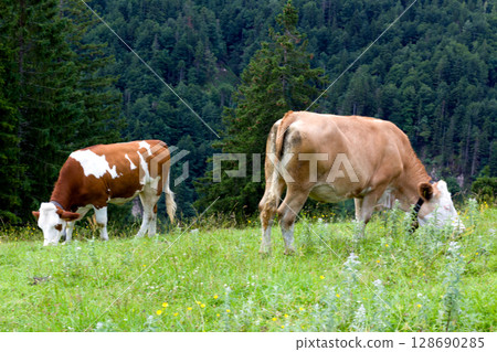 Cattle grazing peacefully Cattle grazing peacefully 128690285