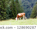 Grazing cow in a lush meadow 128690287
