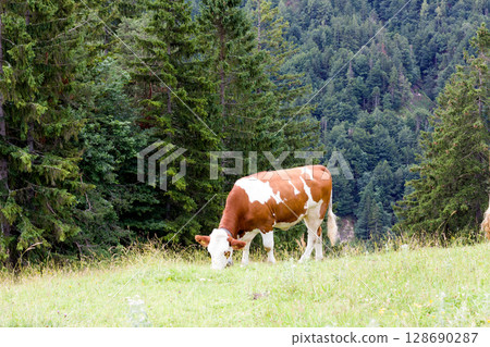 Grazing cow in a lush meadow Grazing cow in a lush meadow 128690287