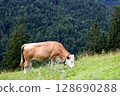 Cows grazing peacefully in the mountains 128690288