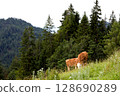 Cows grazing peacefully in the Tyrol region 128690289